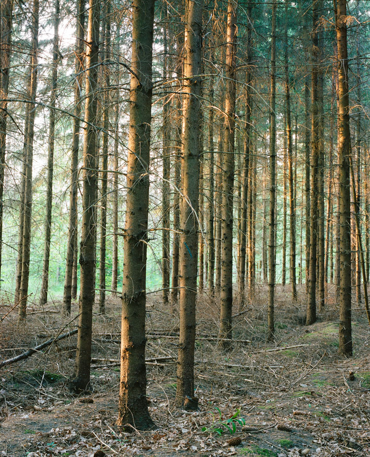 Spruce plantation in Białowieża