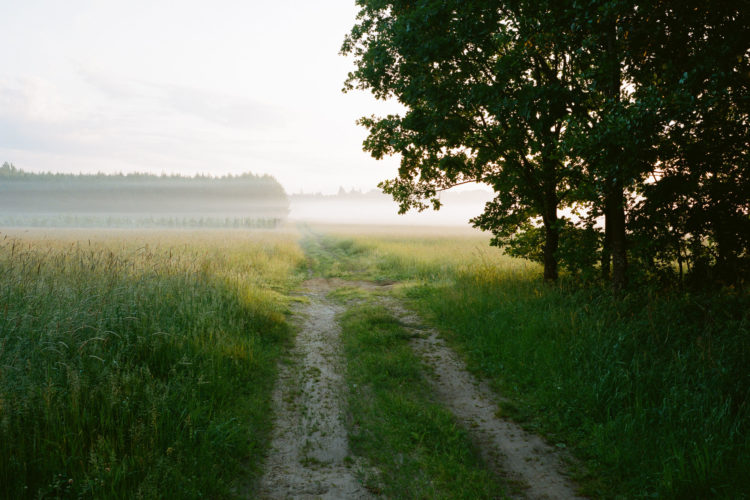 Path leading to the Białowieża forest