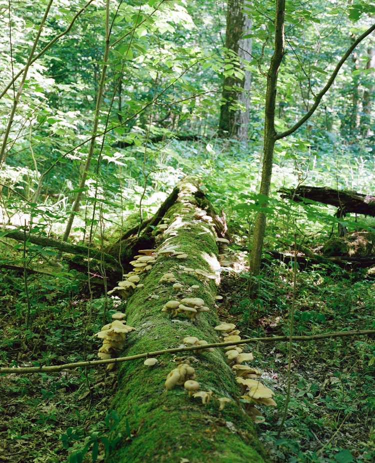 Veteran trees and deadwood