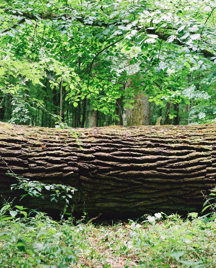 Naturally fallen tree