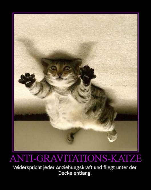 Andere Katzen können dafür fliegen