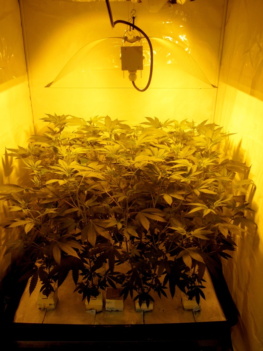 Mais la drogue en tant que telle est interdite à la vente