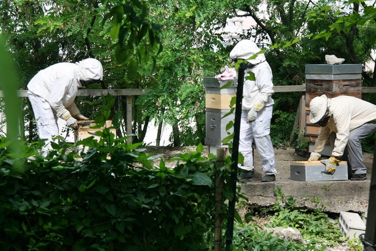Apicolturi parigini in tenuta anti-puntura Precauzioni non prese dalla fotografa, che ne ha pagato le conseguenze...