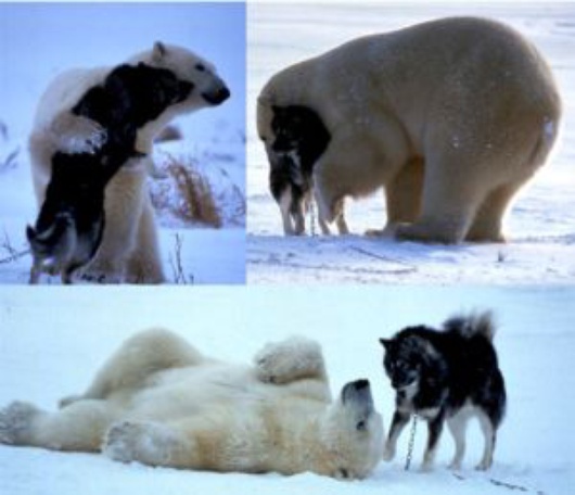 polar bear