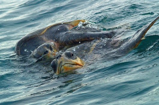 Foto, Plumerio Pipichas/Flickr