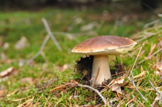 champignons_004_copie.jpg