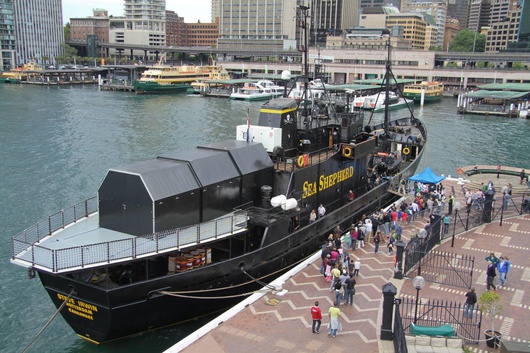 Steve Irwin, presentador de la televisión australiana, falleció en mar abierto el 4 de septiembre de 2006. Sea Sheperd le rinde homenaje