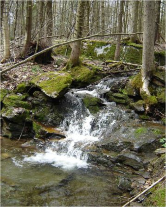 A5 - Forêt Québec