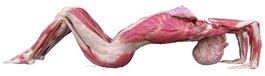 Foto: ©Gunther von Hagens, Institut für Plastination, Heidelberg, www.koerperwelten.de