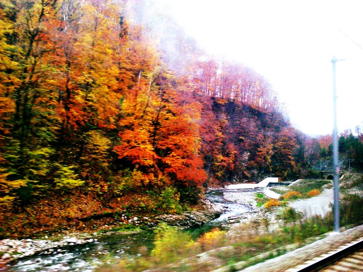 Los frondosos bosques del país vistos desde el tren.