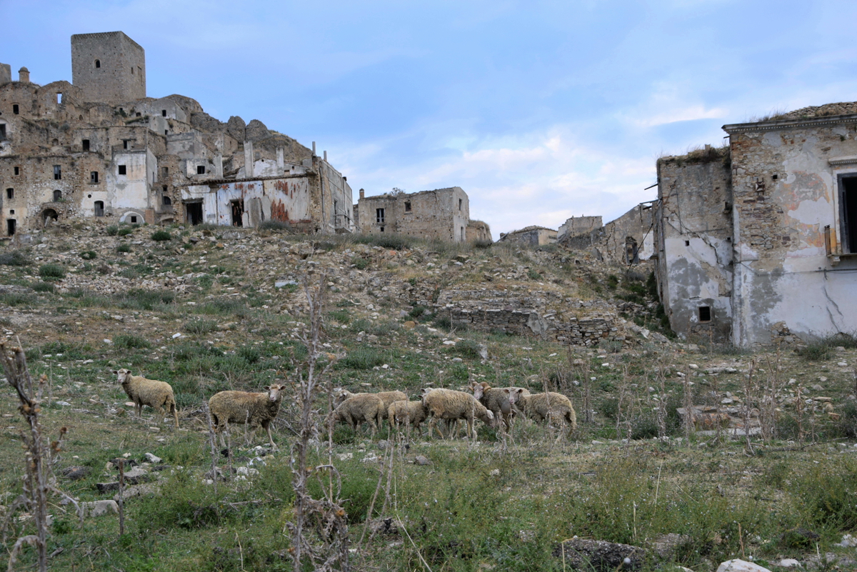 moutons