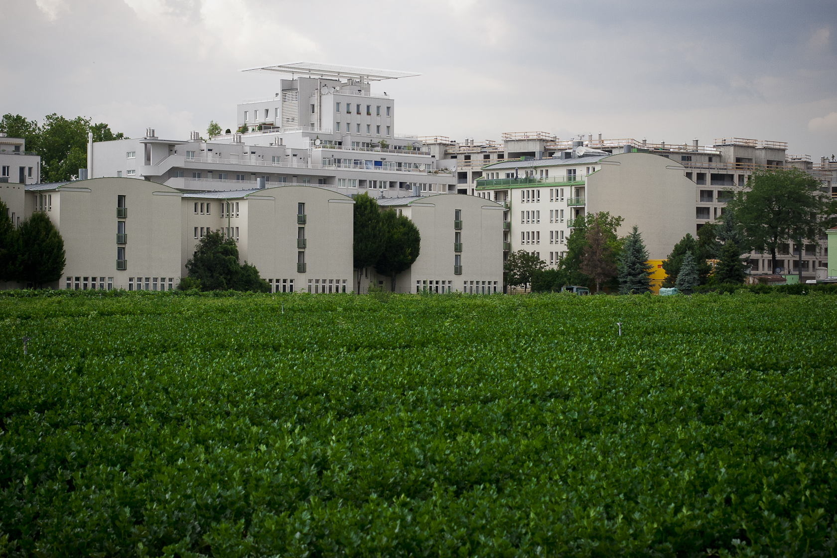 Topo di città, topo di campagna