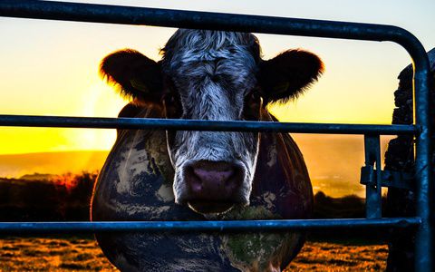 Image for Cowspiracy: gli allevamenti minacciano il nostro pianeta?