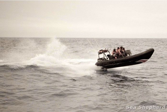 Image for Eco-activism: Sea Shepherd puts early stop to Japanese whaling