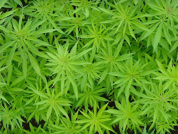 Image for L’Europa si droga?
