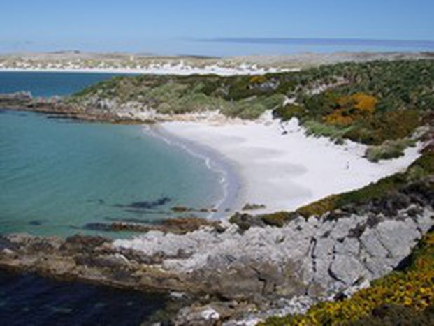 Image for Back home in the Falklands
