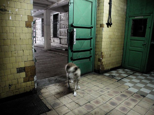 Image for Cani randagi a Bucarest: i rumeni divisi tra eutanasia e animalismo