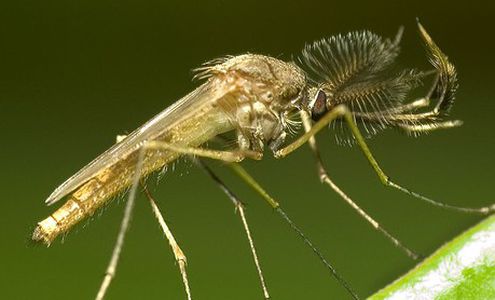 Image for El mosquito: nuevo terror de los jóvenes ingleses
