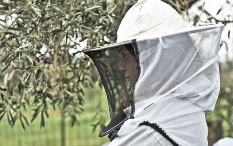 Image for Quando la Grecia coltiva l'utopia
