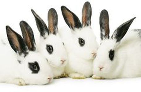 Image for Happy Easter!