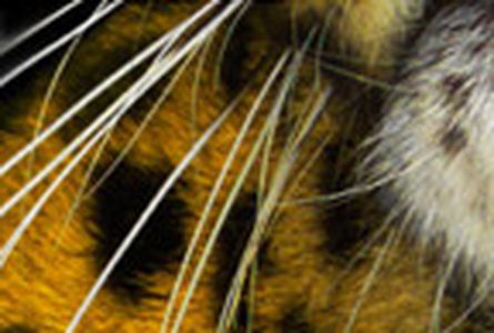 Image for She, a Chinese picks up Golden Leopard at Locarno