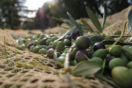 Image for L'autunno in Toscana: tempo di raccolta.
Come lavorare in campagna