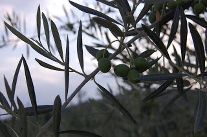 Image for D’où vient votre huile d’olive ?