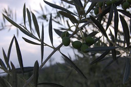 Image for D’où vient votre huile d’olive ?