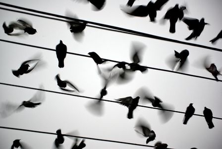 Image for Piccioni: ratti nei cieli d'Europa