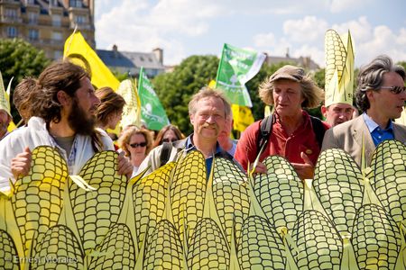 Image for Transgénicos: Monsanto pierde una batalla en Europa 
