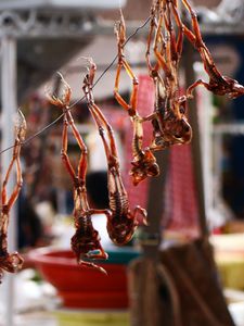 Image for Festin chez un chaman péruvien : grenouilles, cochons d’Inde et mariri