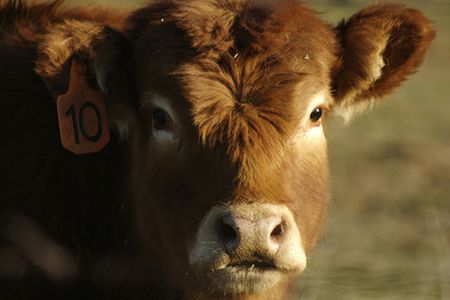 Image for Bœufs aux hormones contre Roquefort
