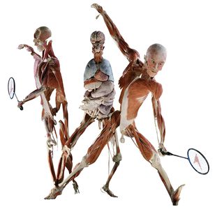 Image for Body Worlds: l'antropocentrismo in mostra