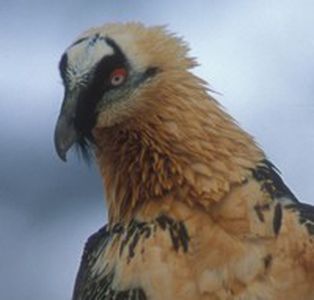 Image for Biodiversité, le compte à rebours est lancé
