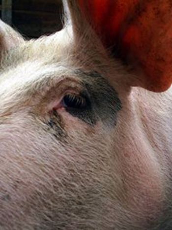 Image for Animal Farm reloaded
