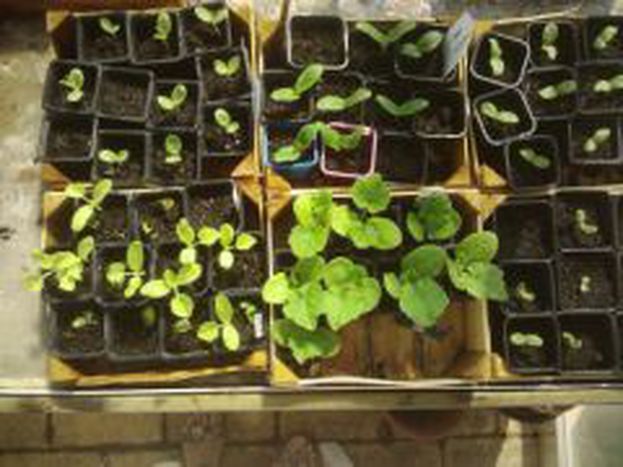Image for Agroécologie : une solution miracle ?