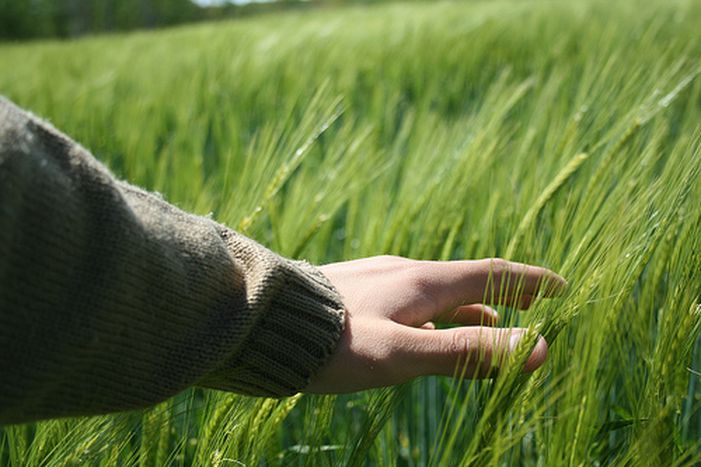 Image for Quando il cambiamento climatico mette a rischio l’agricoltura

