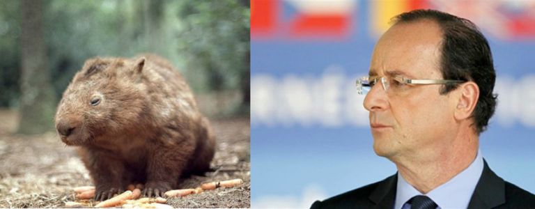 Image for Cinco animales que parecen los candidatos presidenciales de Francia