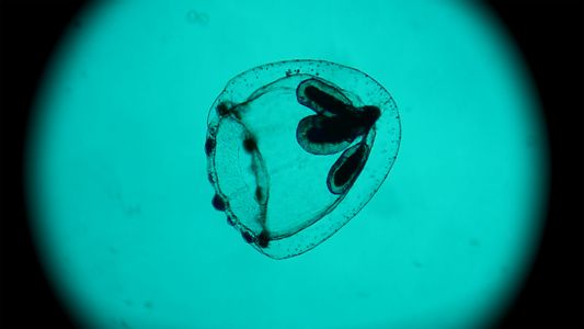 Image for Spira Mirabilis ovvero materia mirabilis 