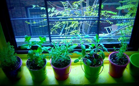 Image for Séville, la ville aux cent potagers