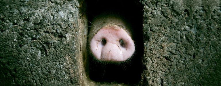 Image for PIIGS: Die Europäische Union ist kein Schlachthof