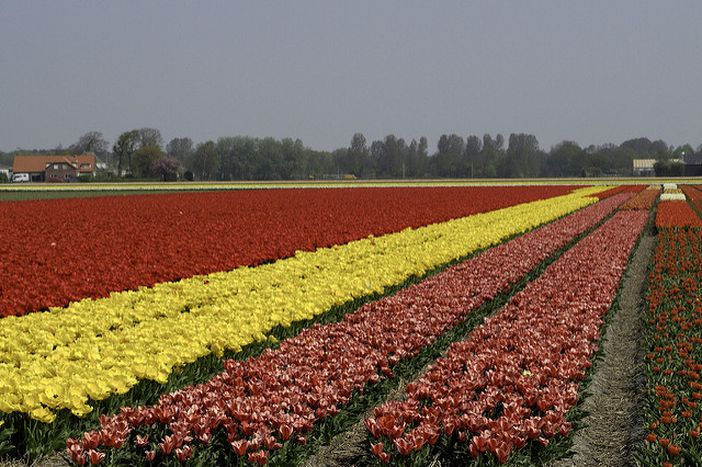Image for Quando i tulipani diventano pericolosi