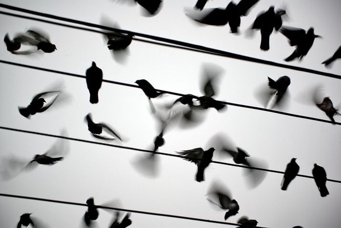 Image for Piccioni: ratti nei cieli d'Europa