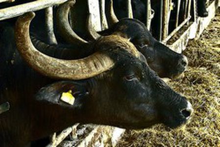 Image for Alerte à la dioxine sur la mozzarella
