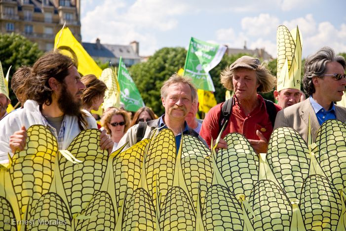 Image for Transgénicos: Monsanto pierde una batalla en Europa 