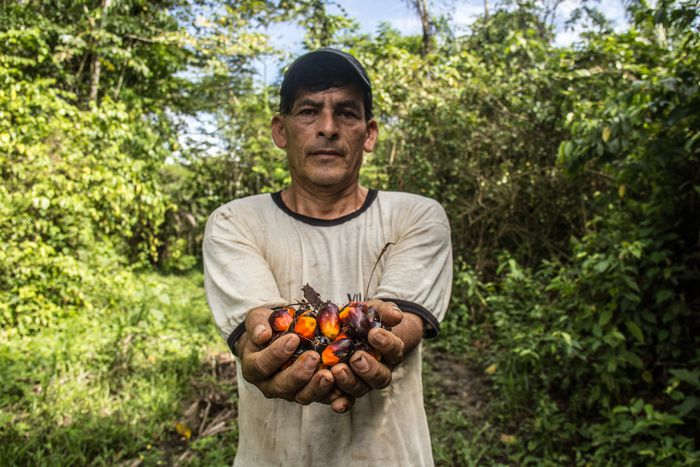 Image for Entendiendo la guerra del aceite de palma
