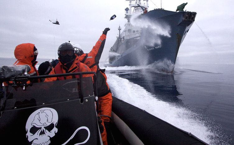 Image for Sea Shepherd : les pirates de la biodiversité