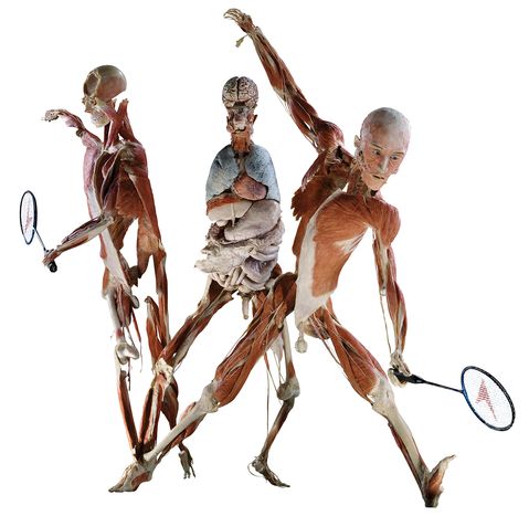 Image for Body Worlds: l'antropocentrismo in mostra