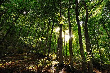 Image for Un petit tour dans les bois de l'Union européenne
