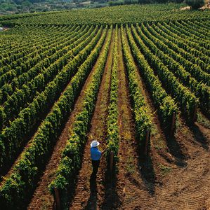 Image for The impact of the financial crisis on wine in 2008
